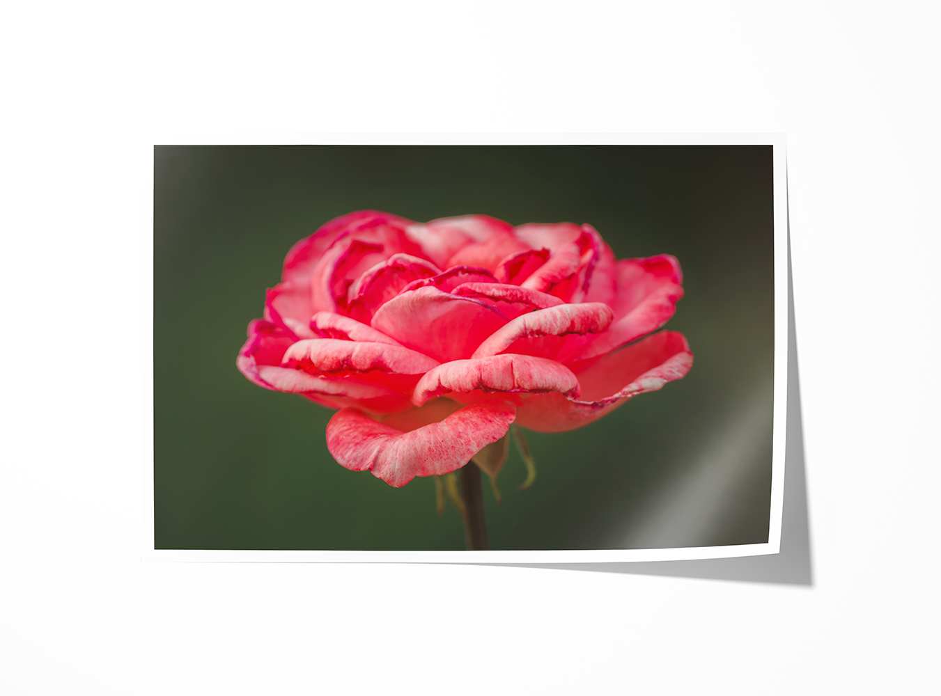 Fine art print of a pink rose from Cascade Locks, Oregon, glowing with natural color and detail.