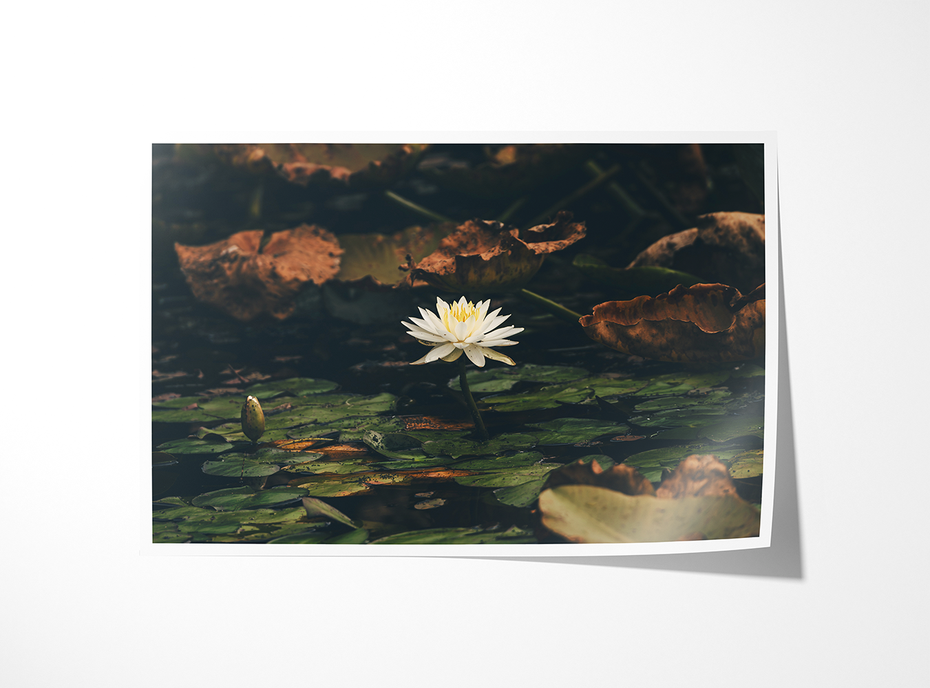 Fine art print of “Water Lily,” highlighting soft petals floating above textured lily pads. Serene and meditative floral wall art.
