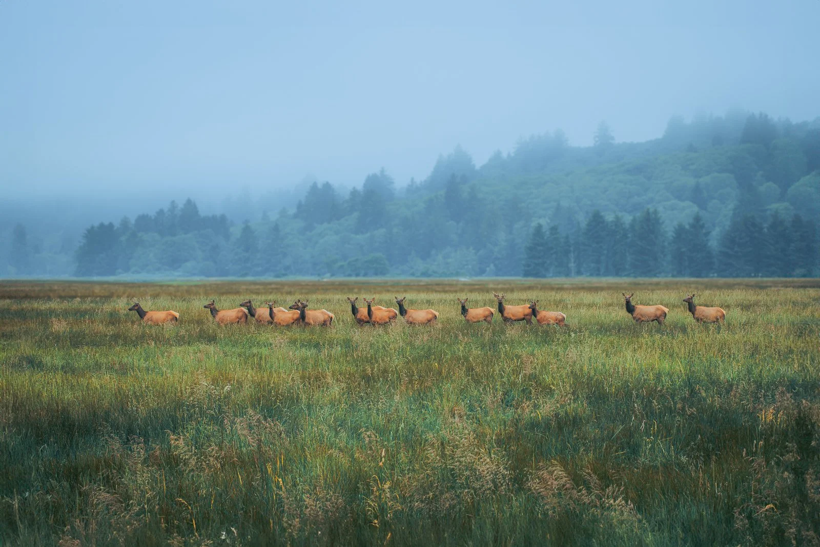 Cascadia Elk