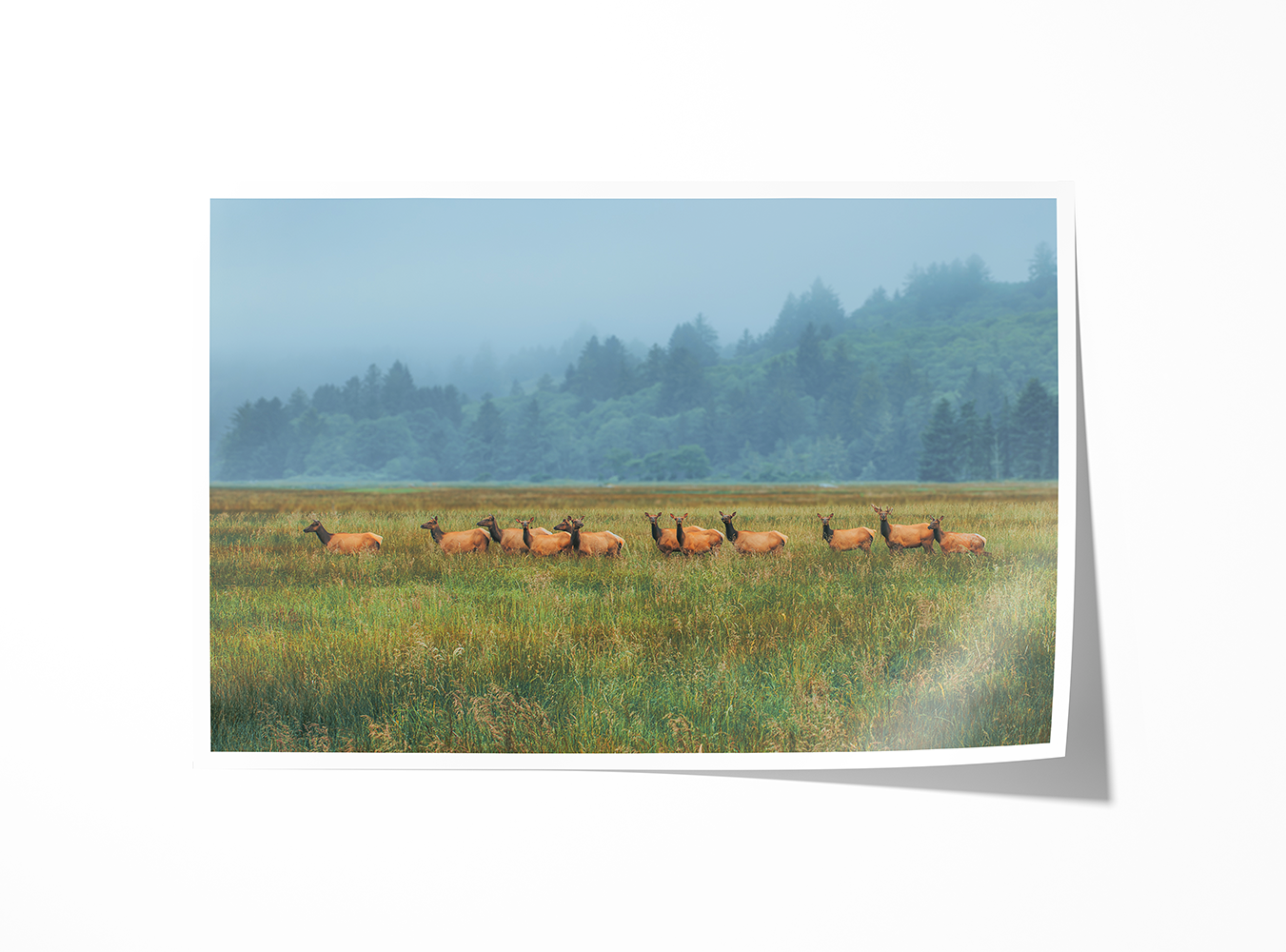 Roosevelt elk grazing quietly in the coastal grasslands of the Oregon Coast Range near Neskowin, with a foggy backdrop of pine-covered hills.
