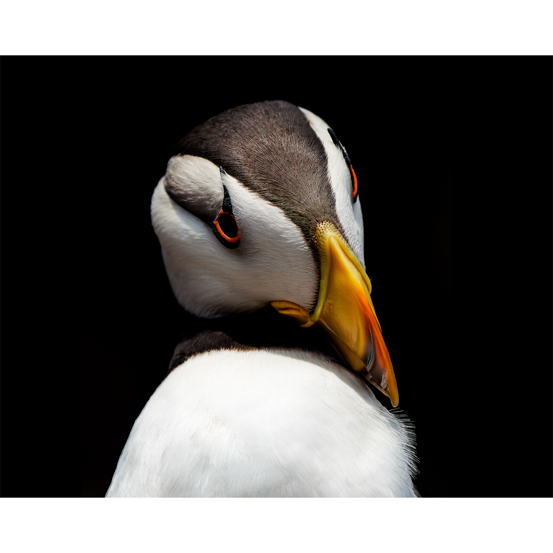 Puffin