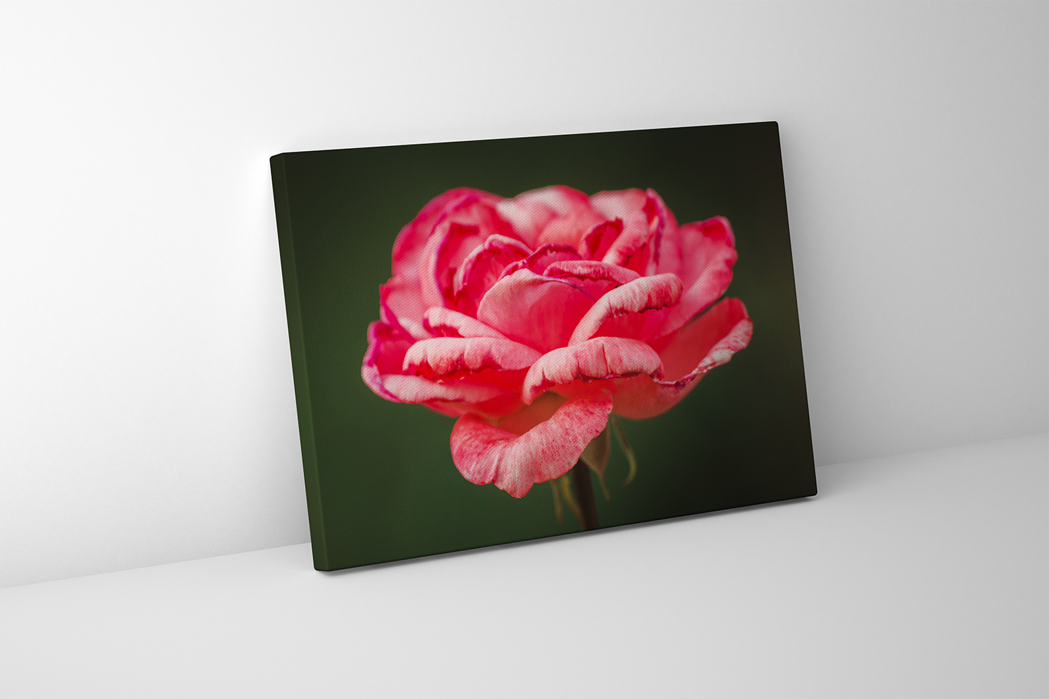 Gallery-wrapped canvas print featuring a richly textured image of a blooming pink rose.