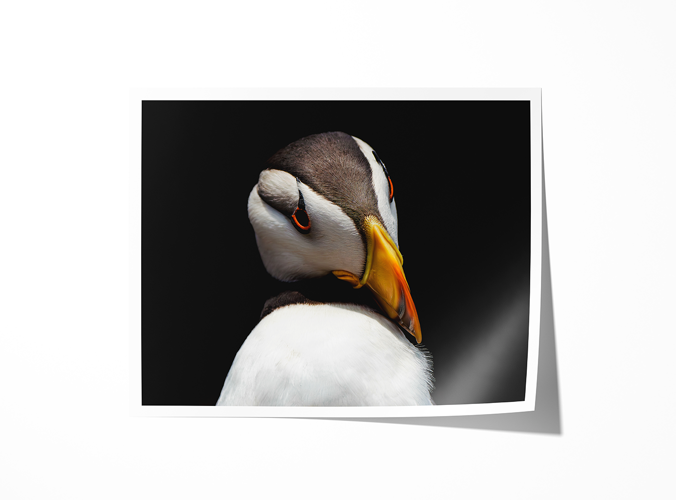 Puffin Print.png