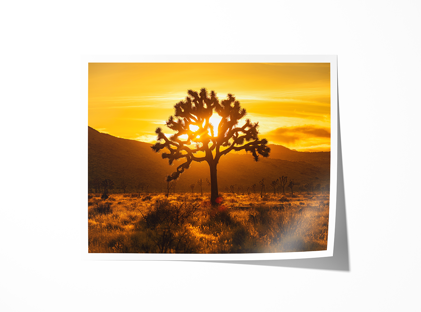 Fine art print of a lone Joshua Tree with sunburst through its branches at sunset in the Mojave Desert.