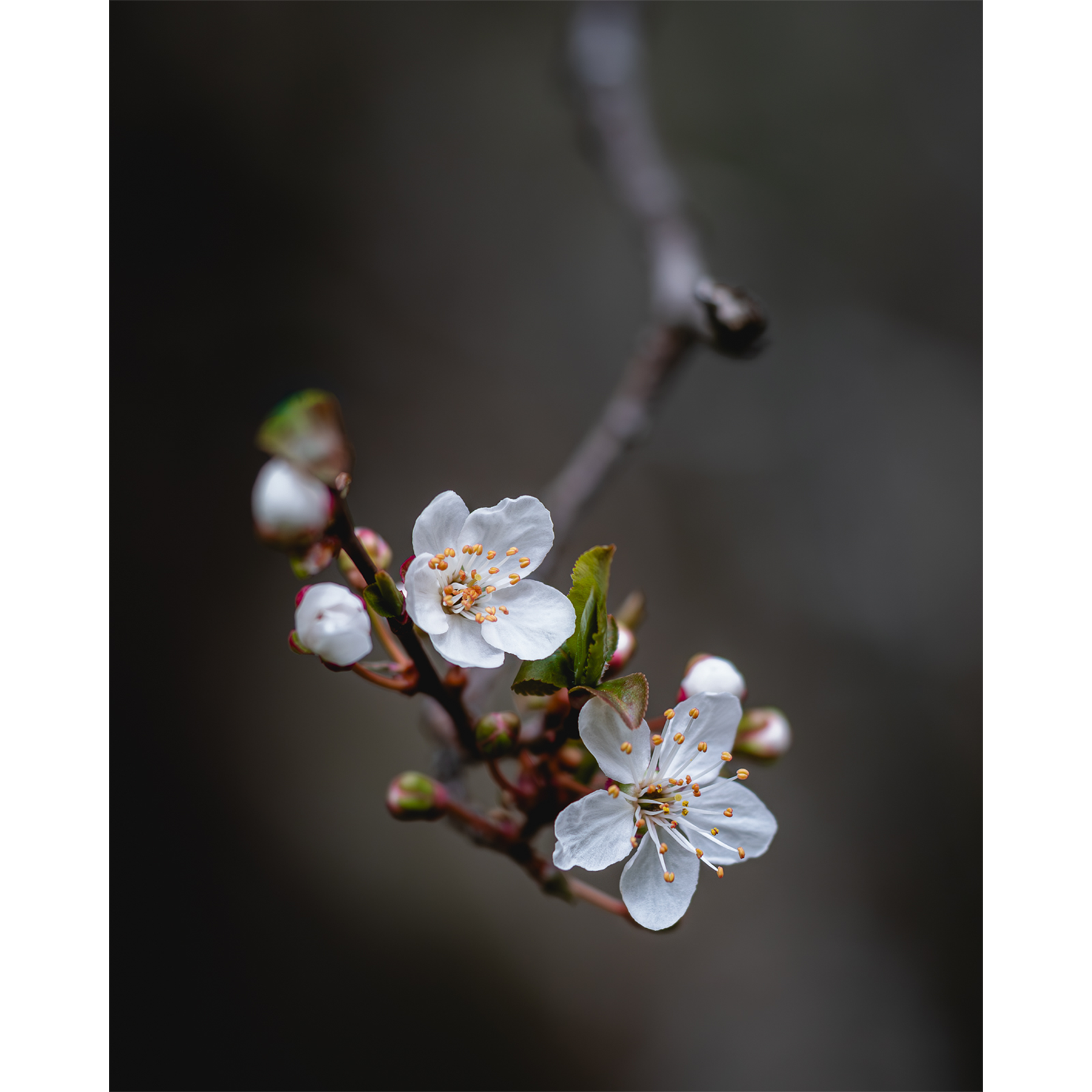 Plum Blossoms