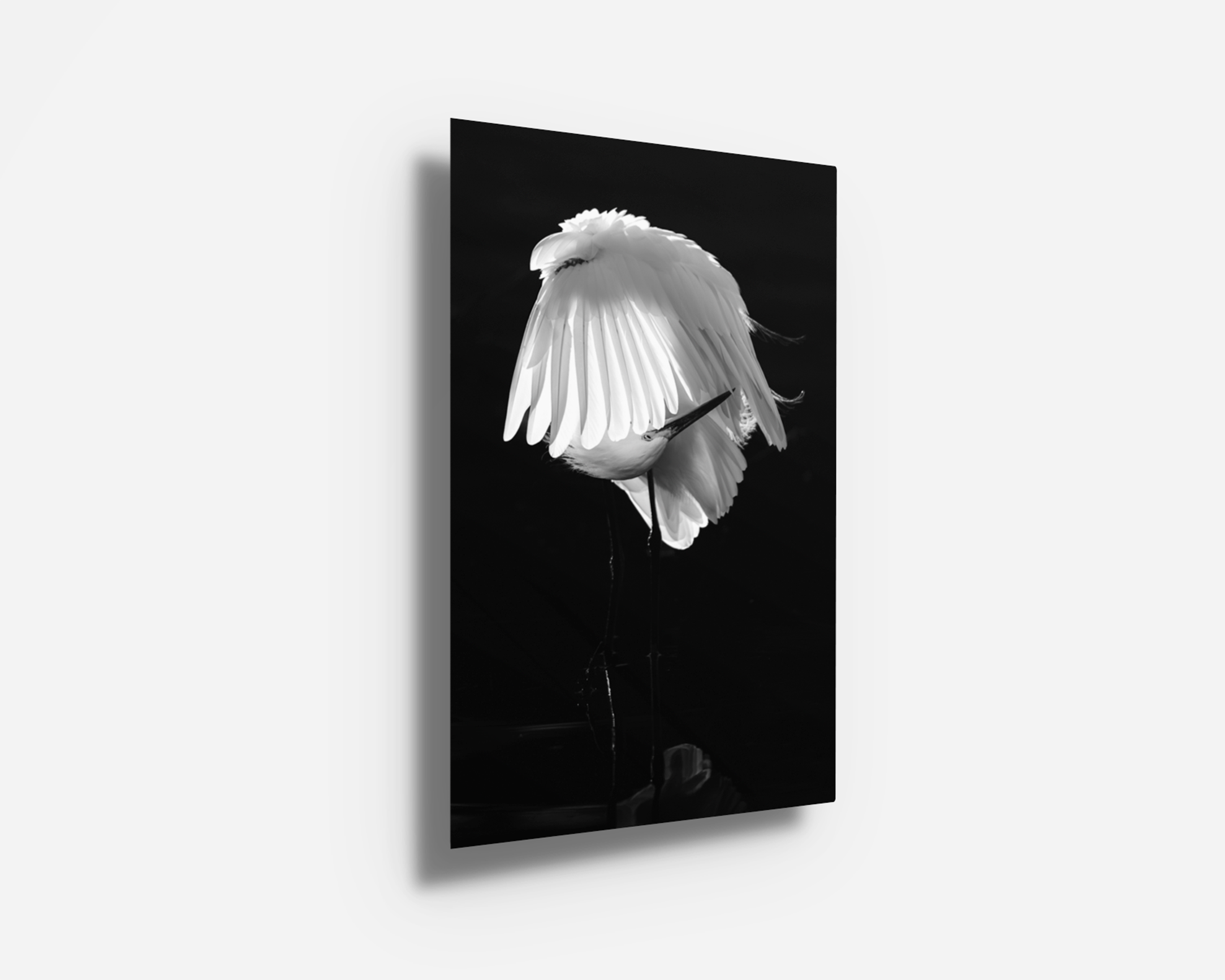 Metal print of a great egret preening, with crisp highlights and deep shadows for modern drama.