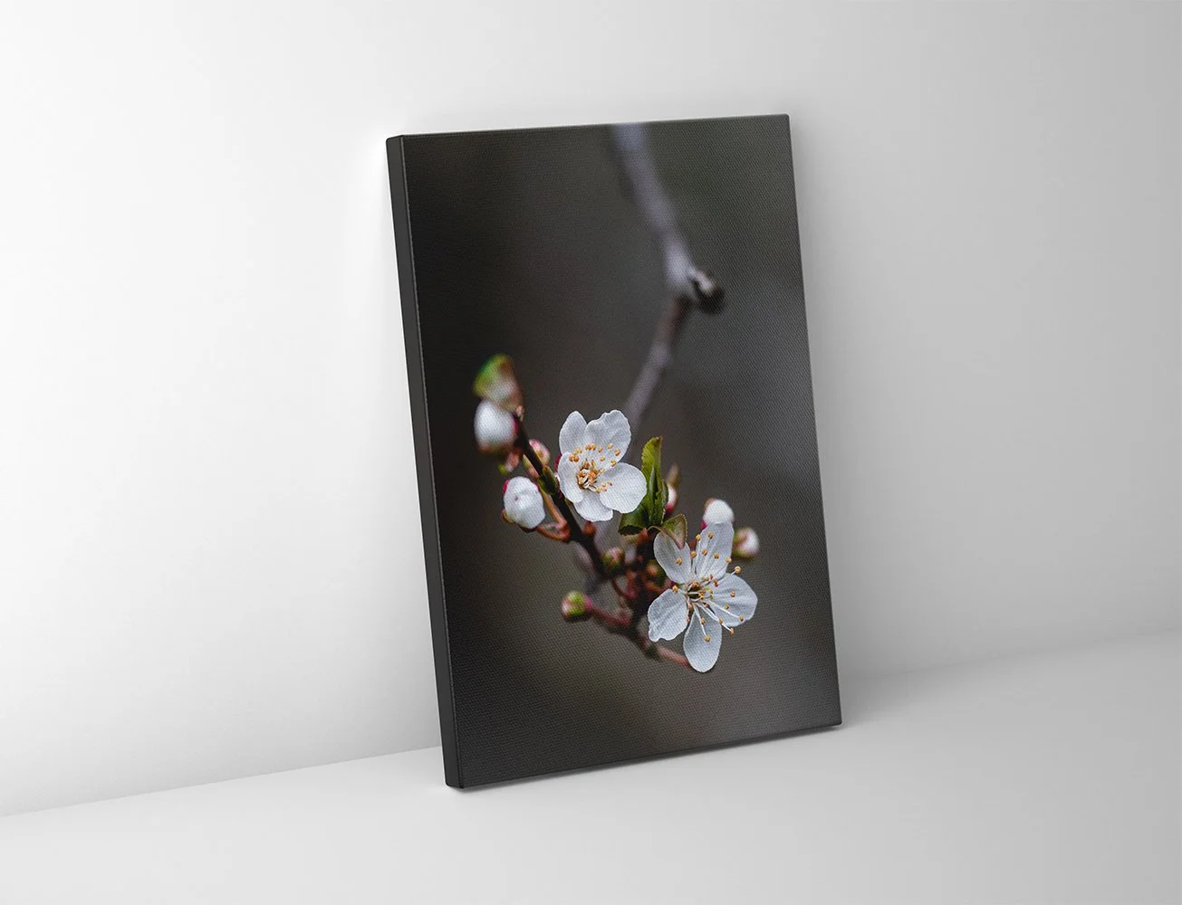 Plum Blossoms