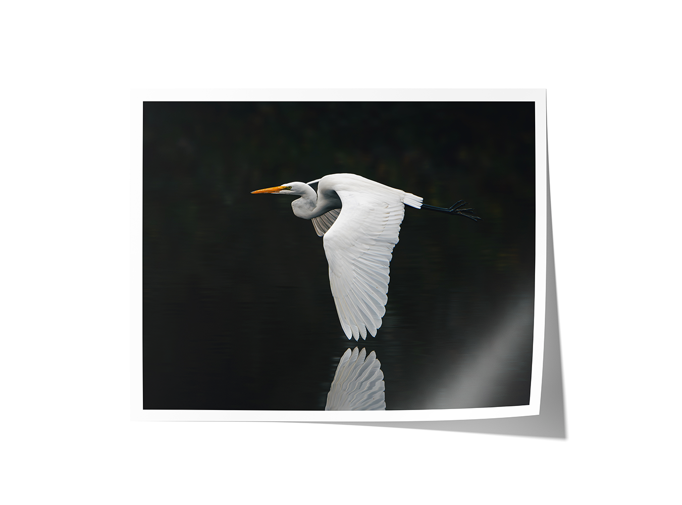 Fine art print of a great egret in flight with clear water reflection, captured in southern Oregon near Grants Pass.