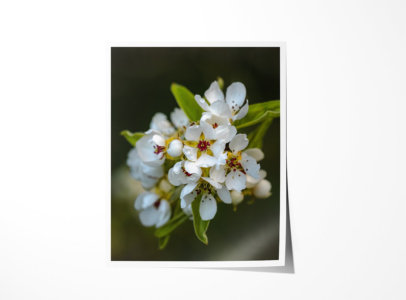 Pear Blossoms II