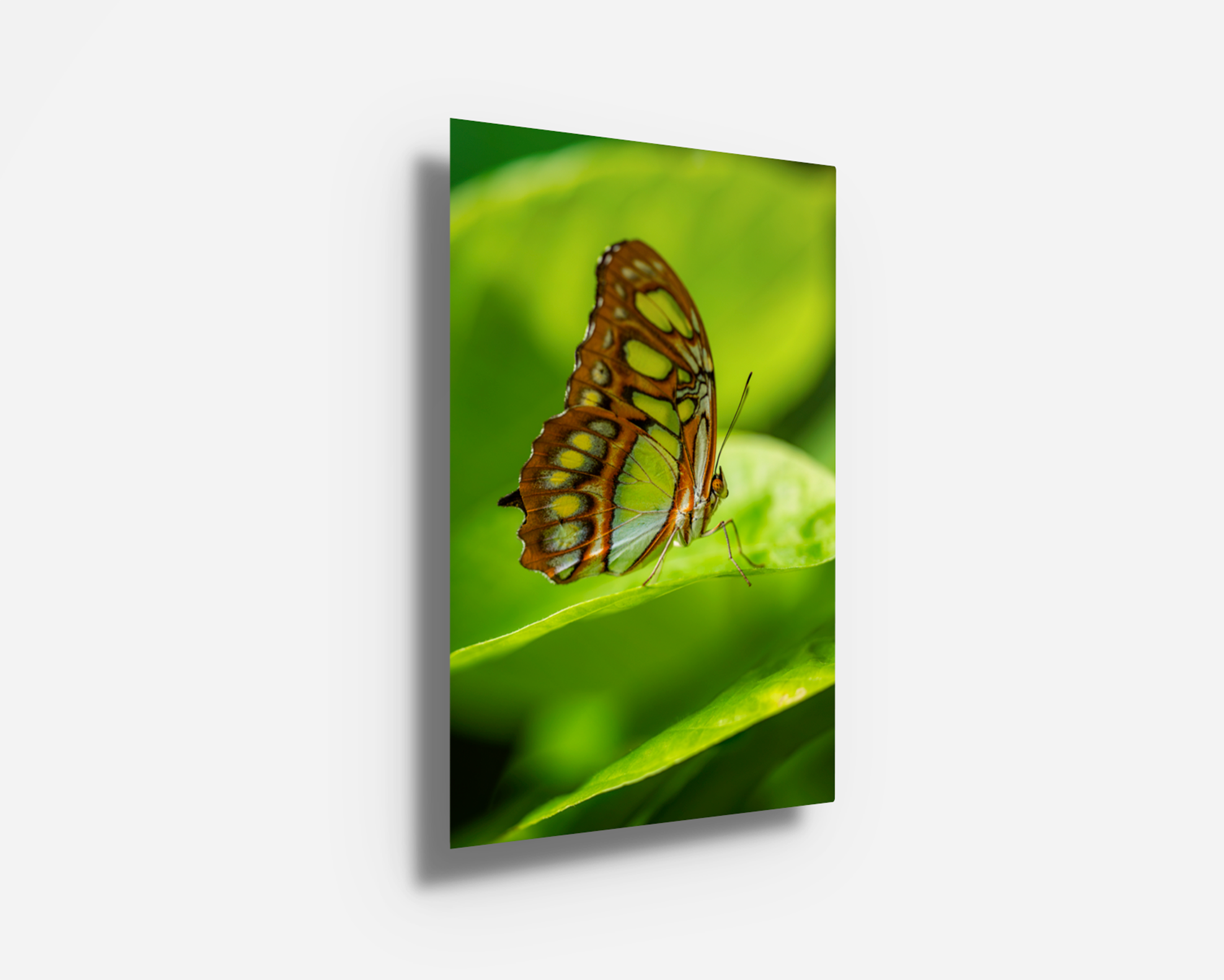 Metal print of a tropical malachite butterfly perched on luminous green leaves with a modern, glossy finish.