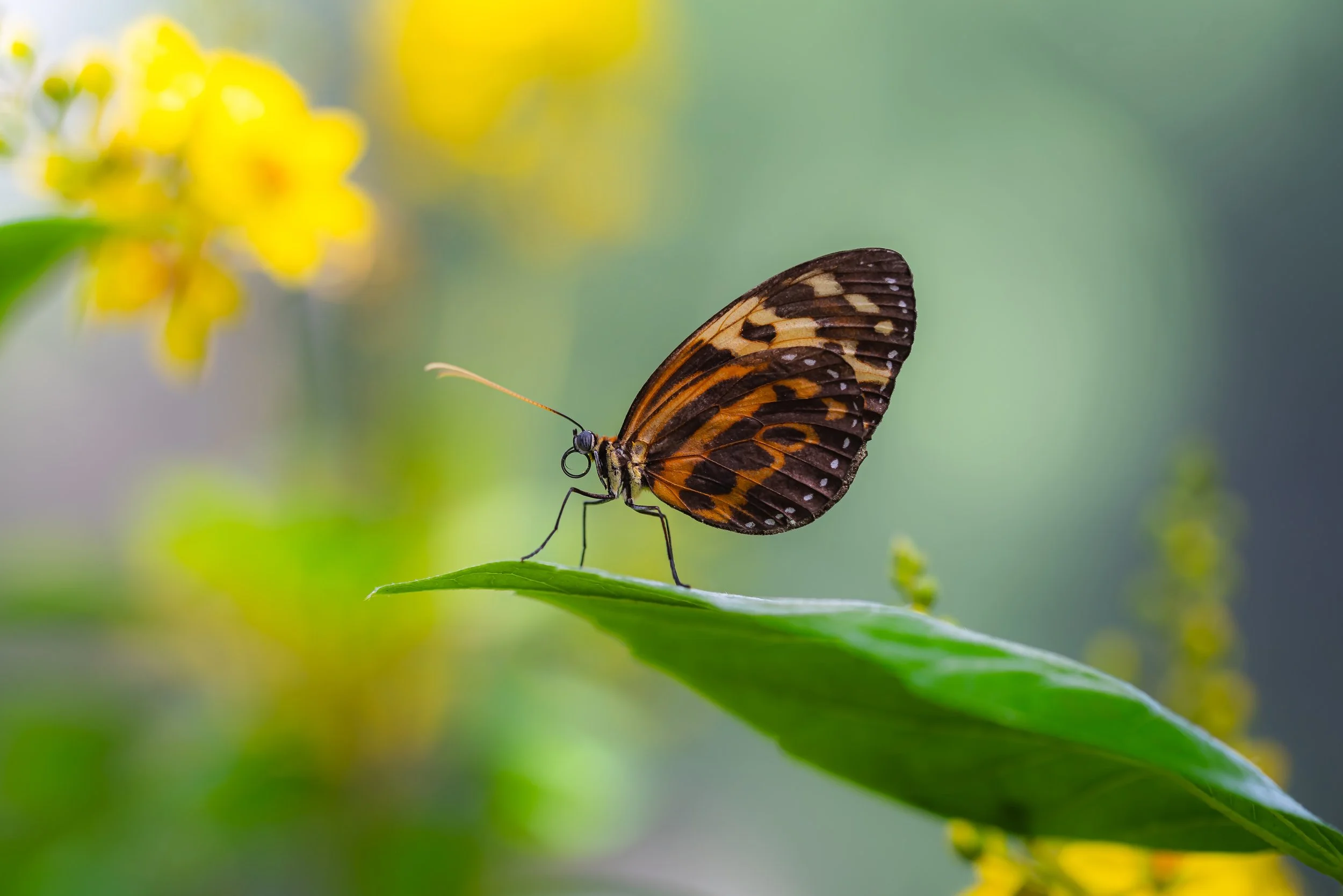 Tigerwing