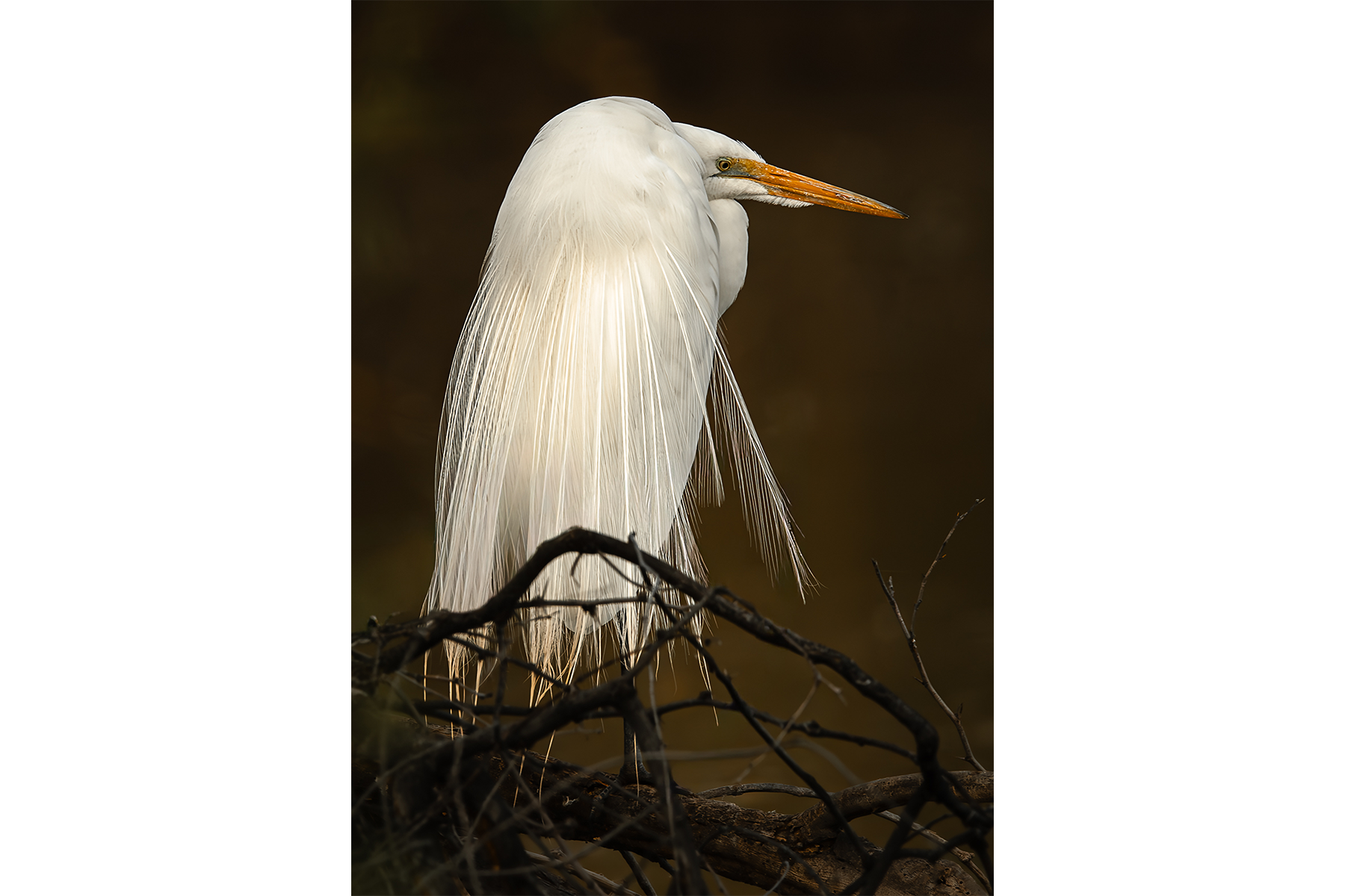 Great egret in elegant white plumage perched quietly in late golden light, framed by soft shadows and dark branches in Oregon.