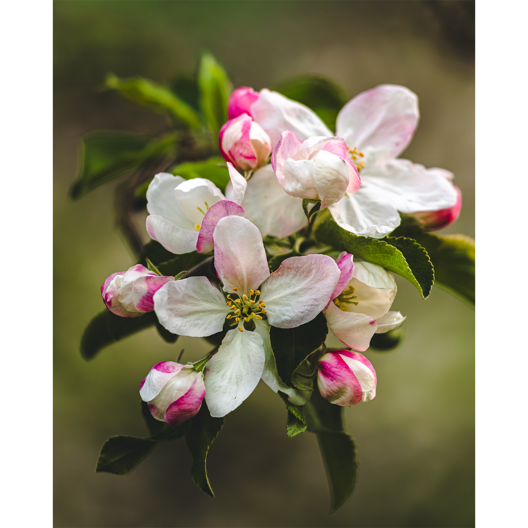 Apple Blossoms