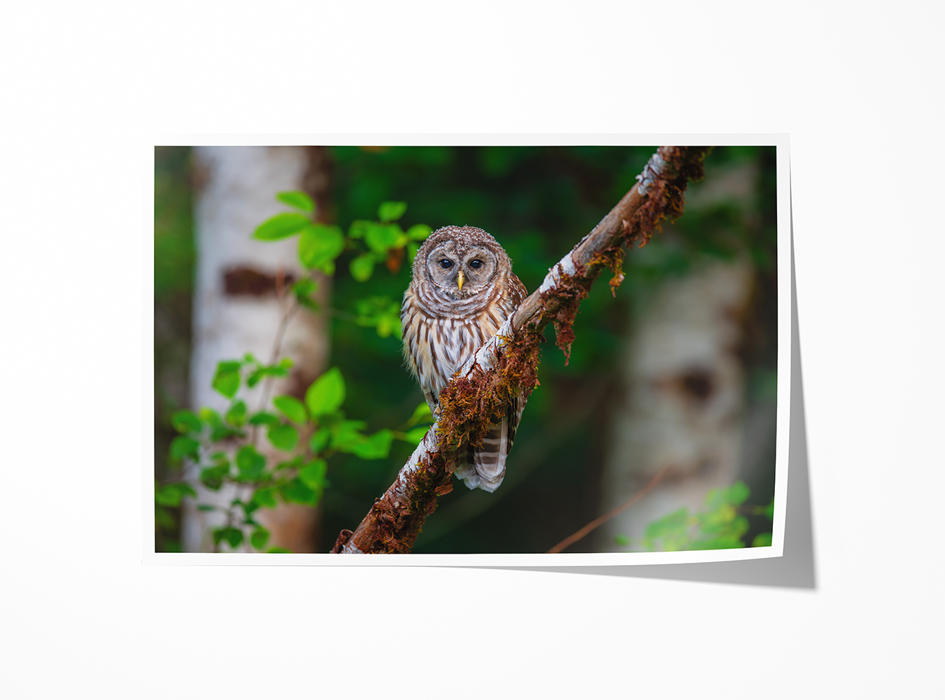 Barred Owl photo print on archival luster paper with soft background detail