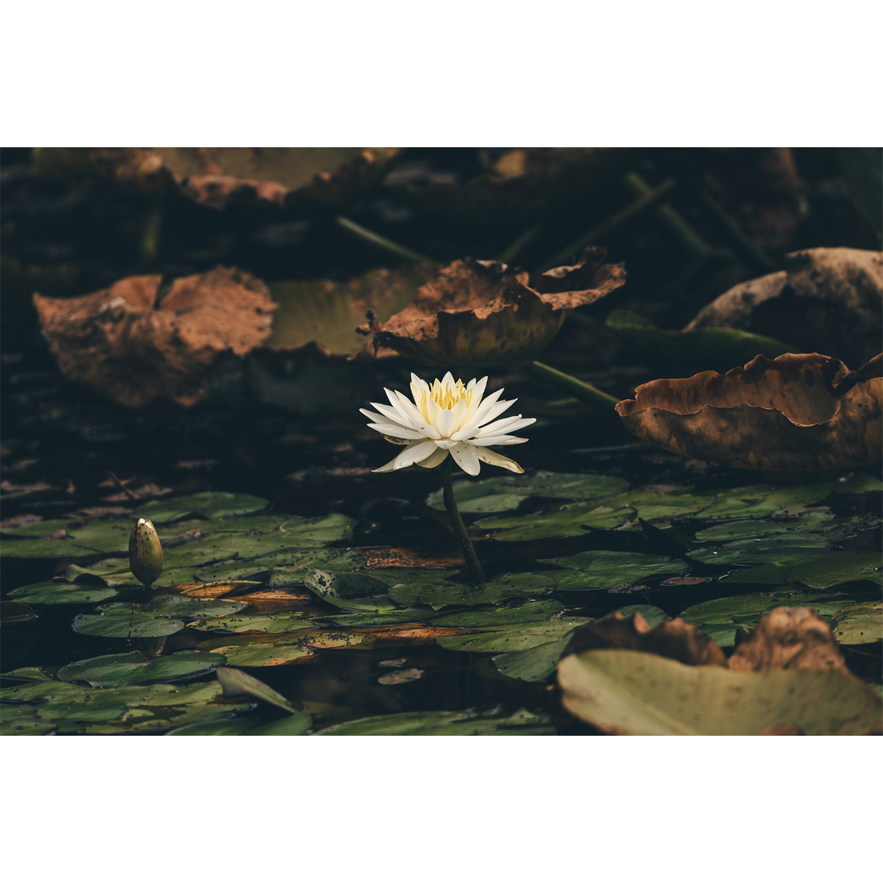 Water Lily