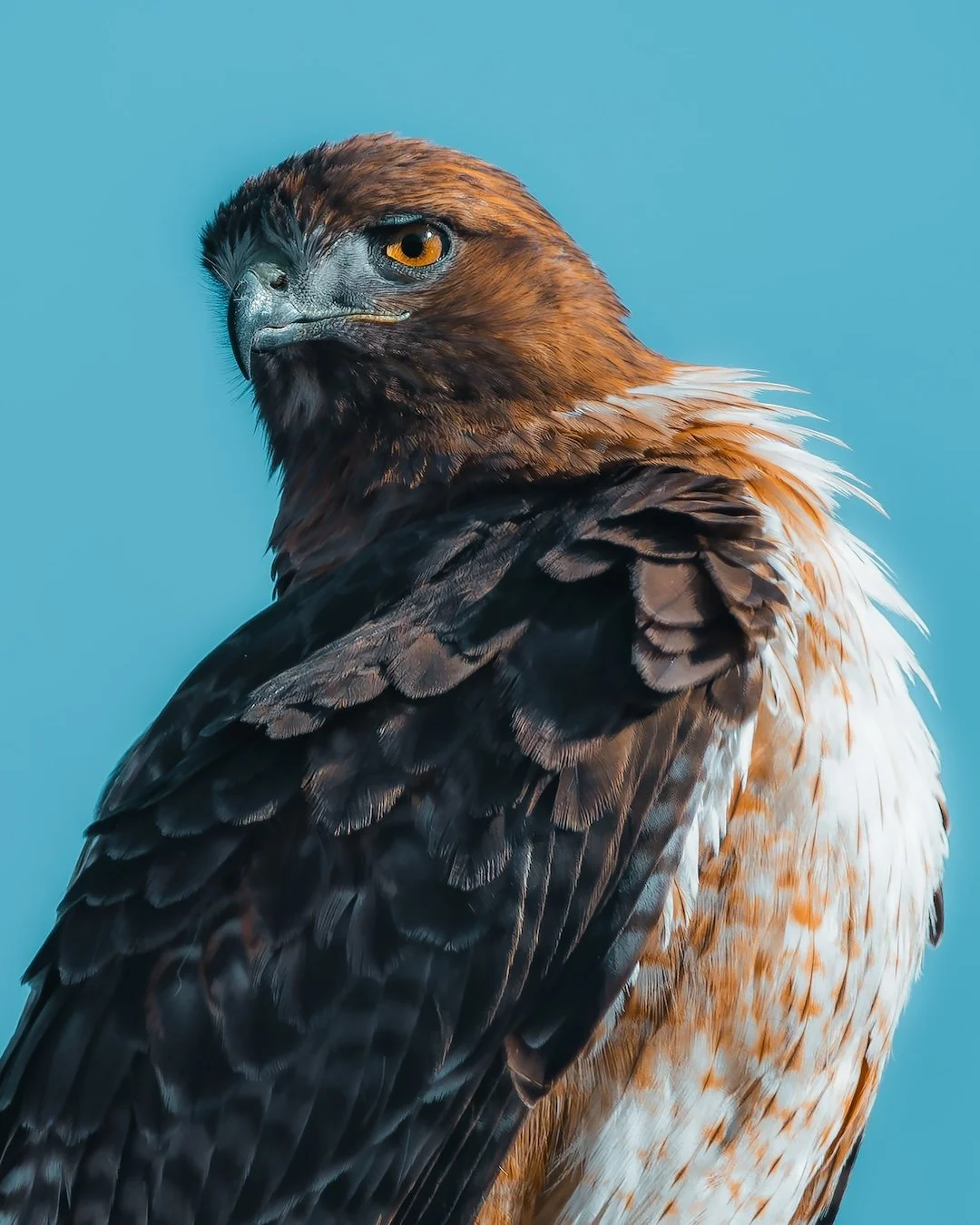 Red-tailed Hawk