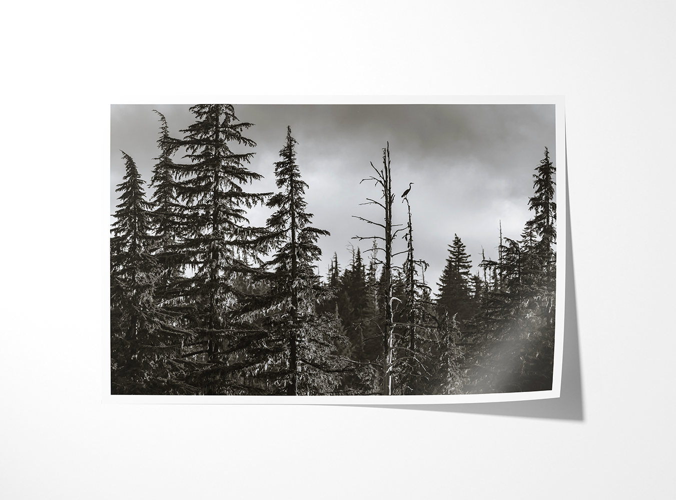 Black and white print of a great blue heron on a treetop perch surrounded by Pacific Northwest conifers.