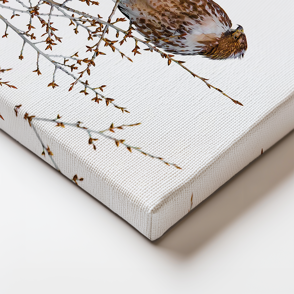 Close-up of canvas edge showing crisp branch and feather detail from “Red Tail in Spring.” Natural textures in soft, earthy tones.