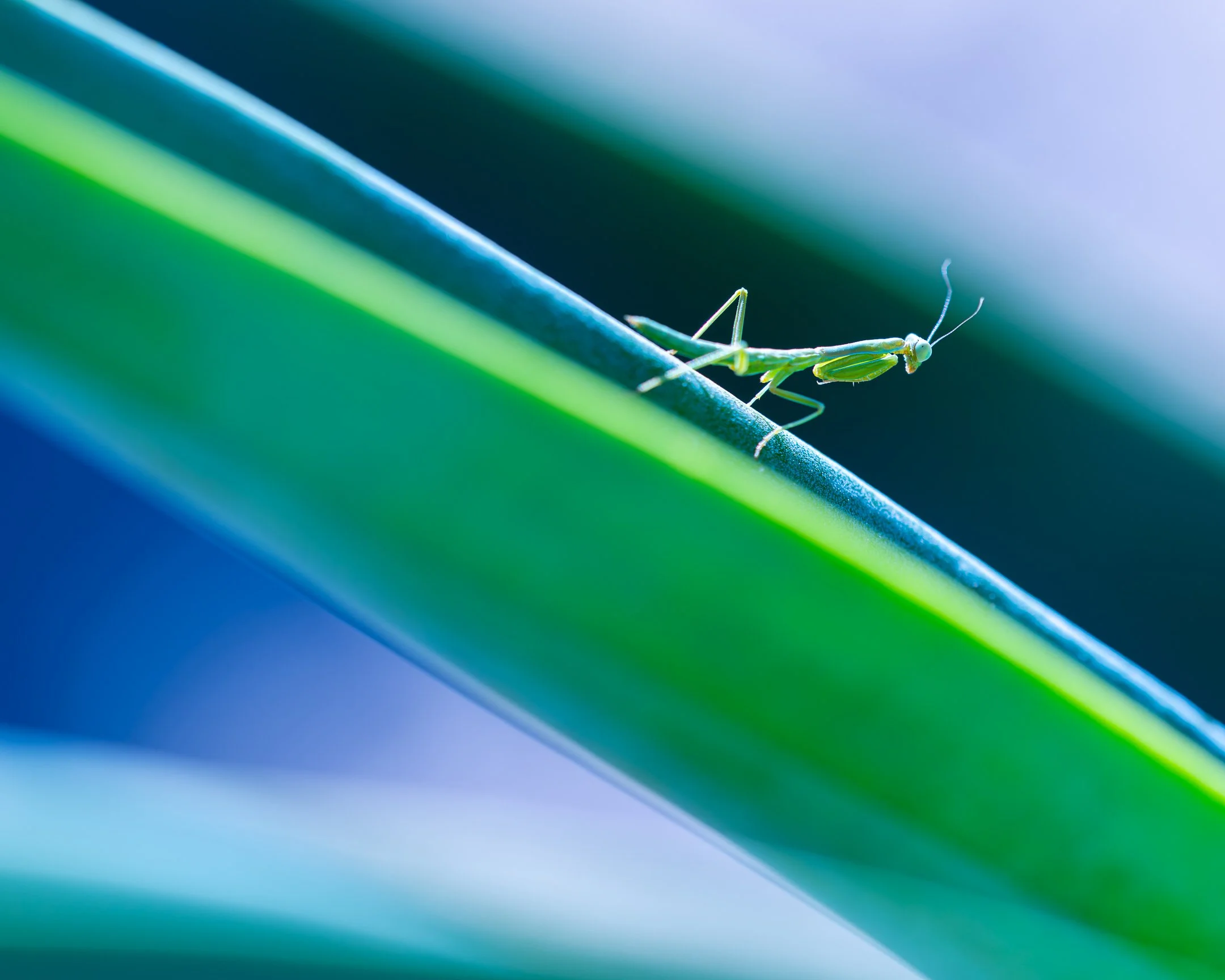 Praying Mantis