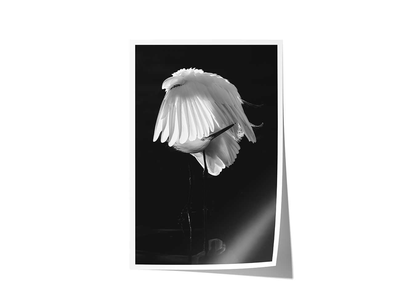Black and white print of a great egret preening its feathers, captured in elegant minimalism.