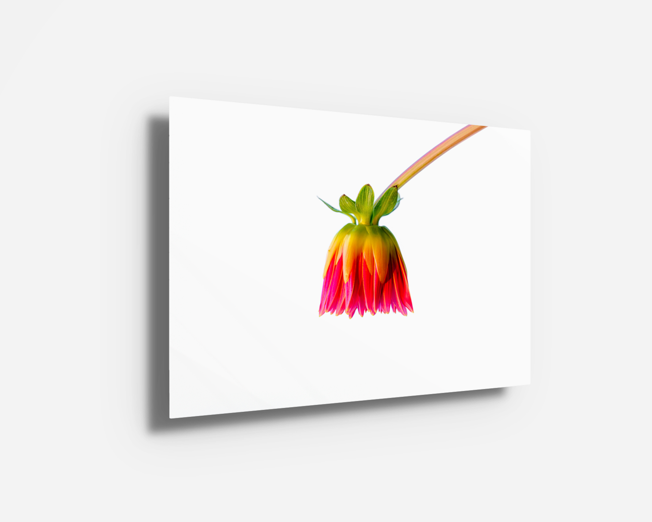 Glossy metal print of a single dahlia in bloom, presented in radiant hues on a stark white background for bold contrast and clarity.