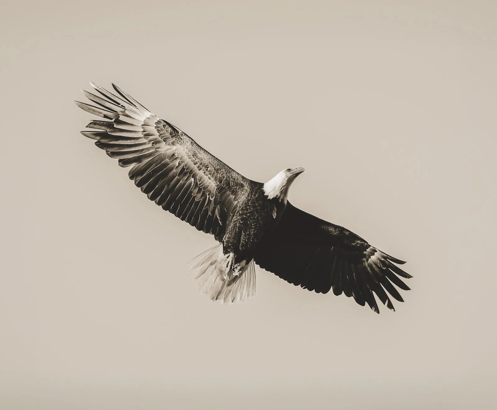 Soar