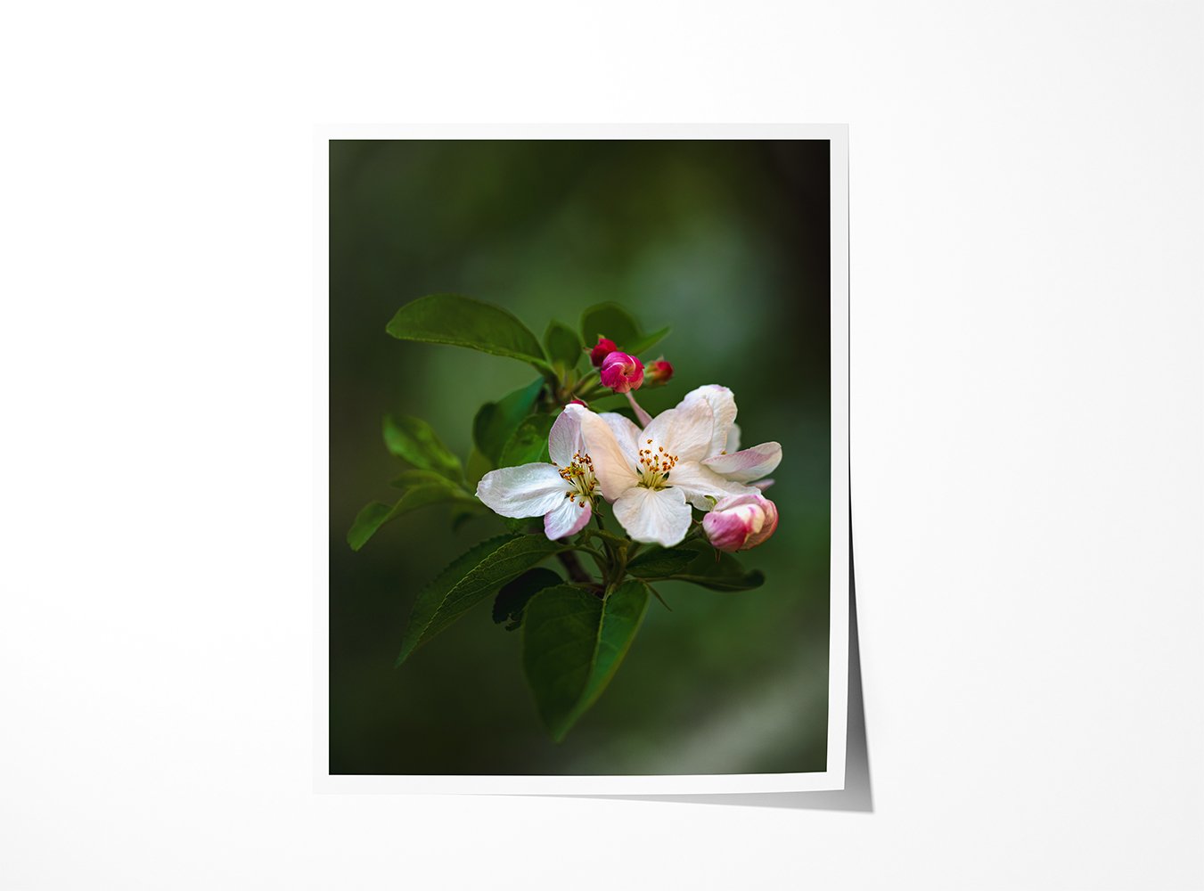 Apple Blossoms II