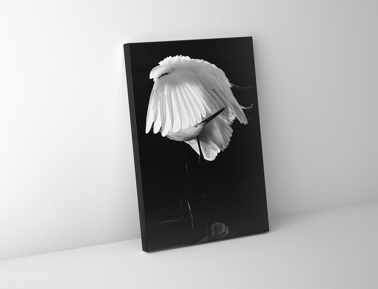 Canvas print featuring a great egret mid-preen, with soft contrast between plumage and shadows.