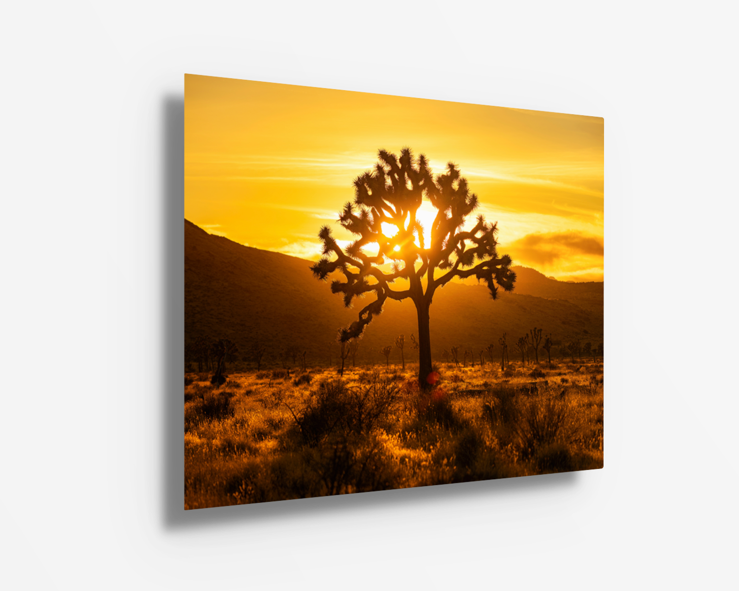 Vivid metal print of sunburst behind a Joshua Tree, saturated with deep desert golds and shadows.