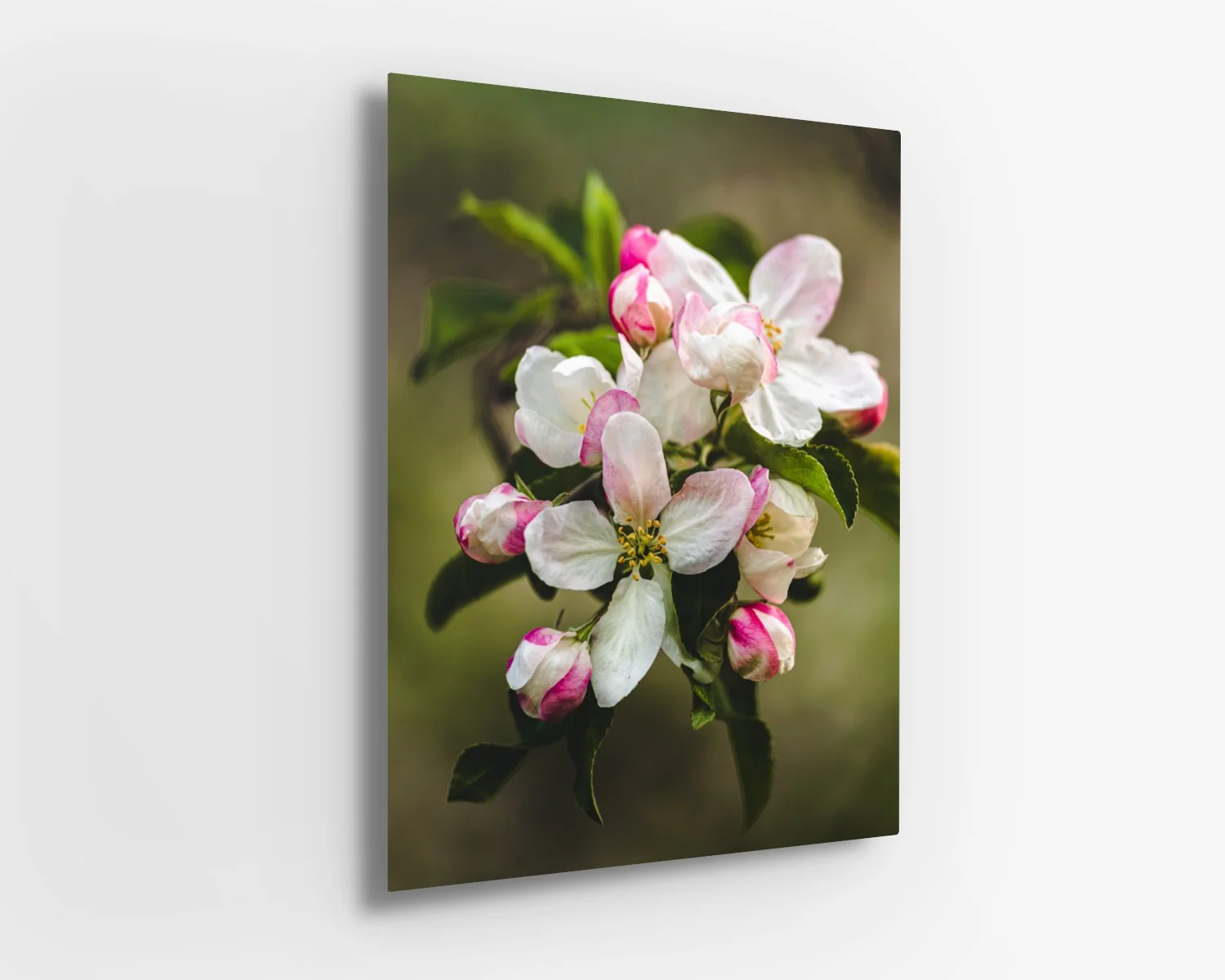 Apple Blossoms
