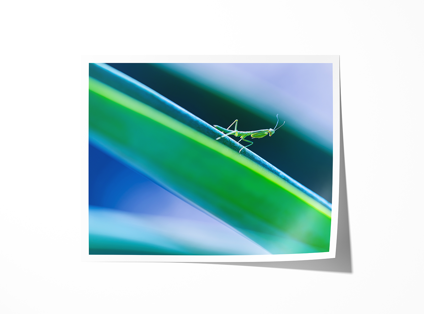 Fine art print of a praying mantis captured in sharp detail on smooth agave leaves against a soft, colorful background