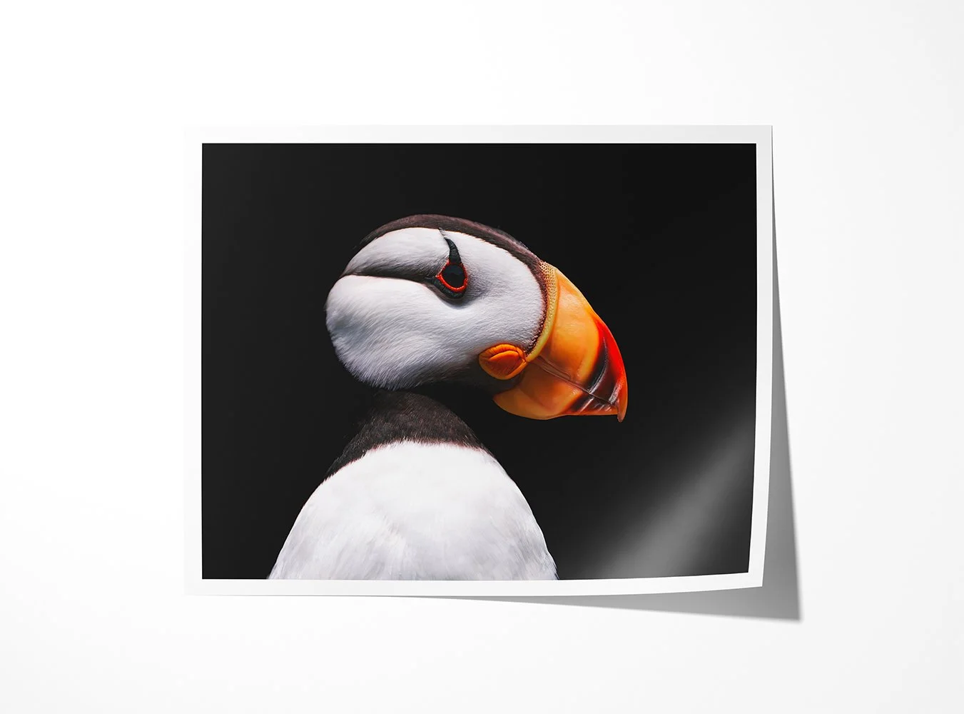 Puffin