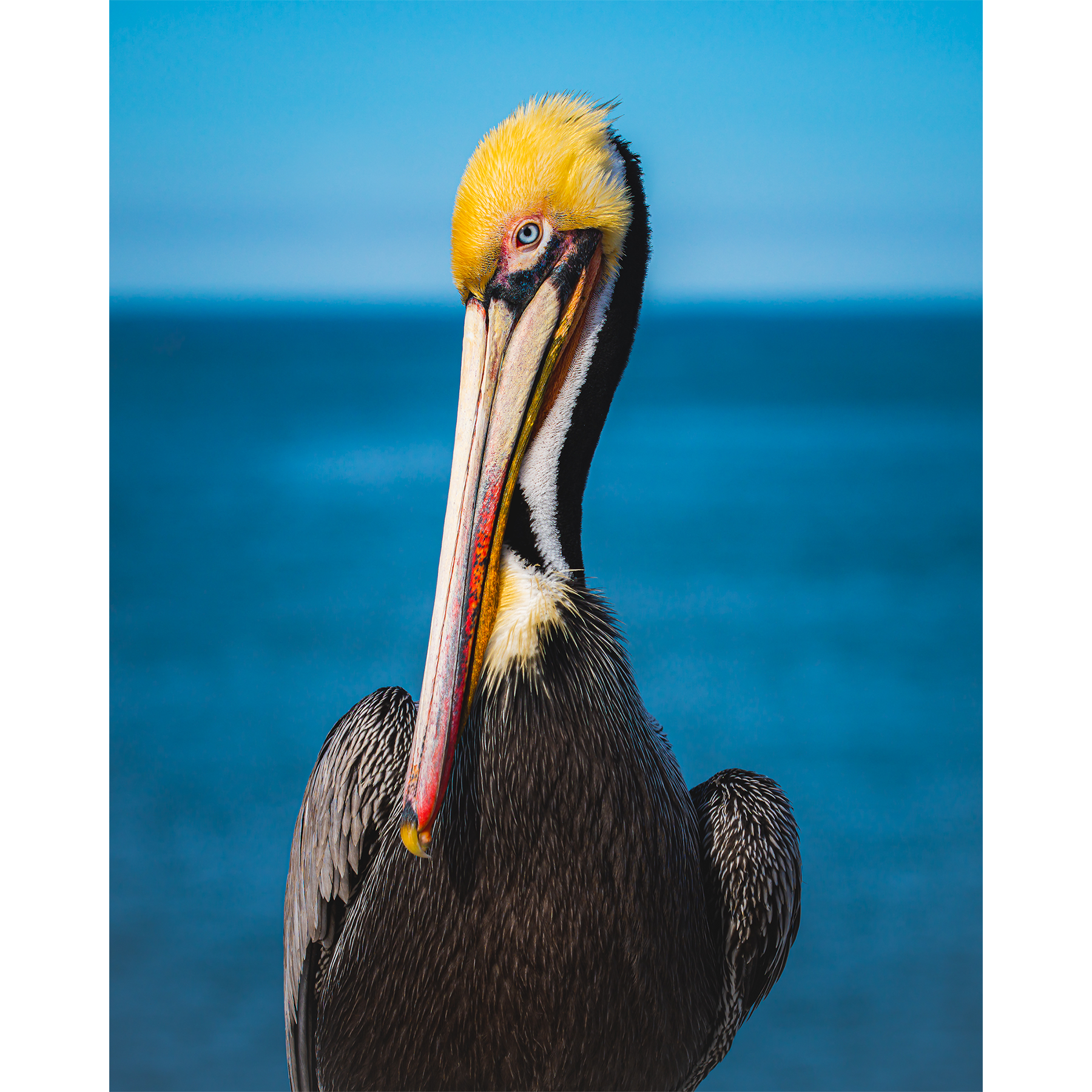 Pelican Portrait