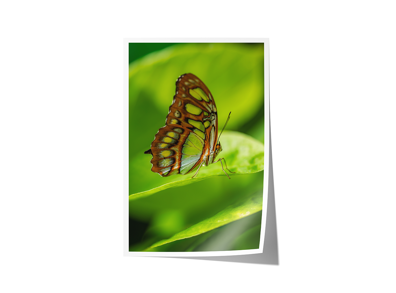 Archival print of a malachite butterfly resting on green foliage, showcasing its distinctive wing pattern.