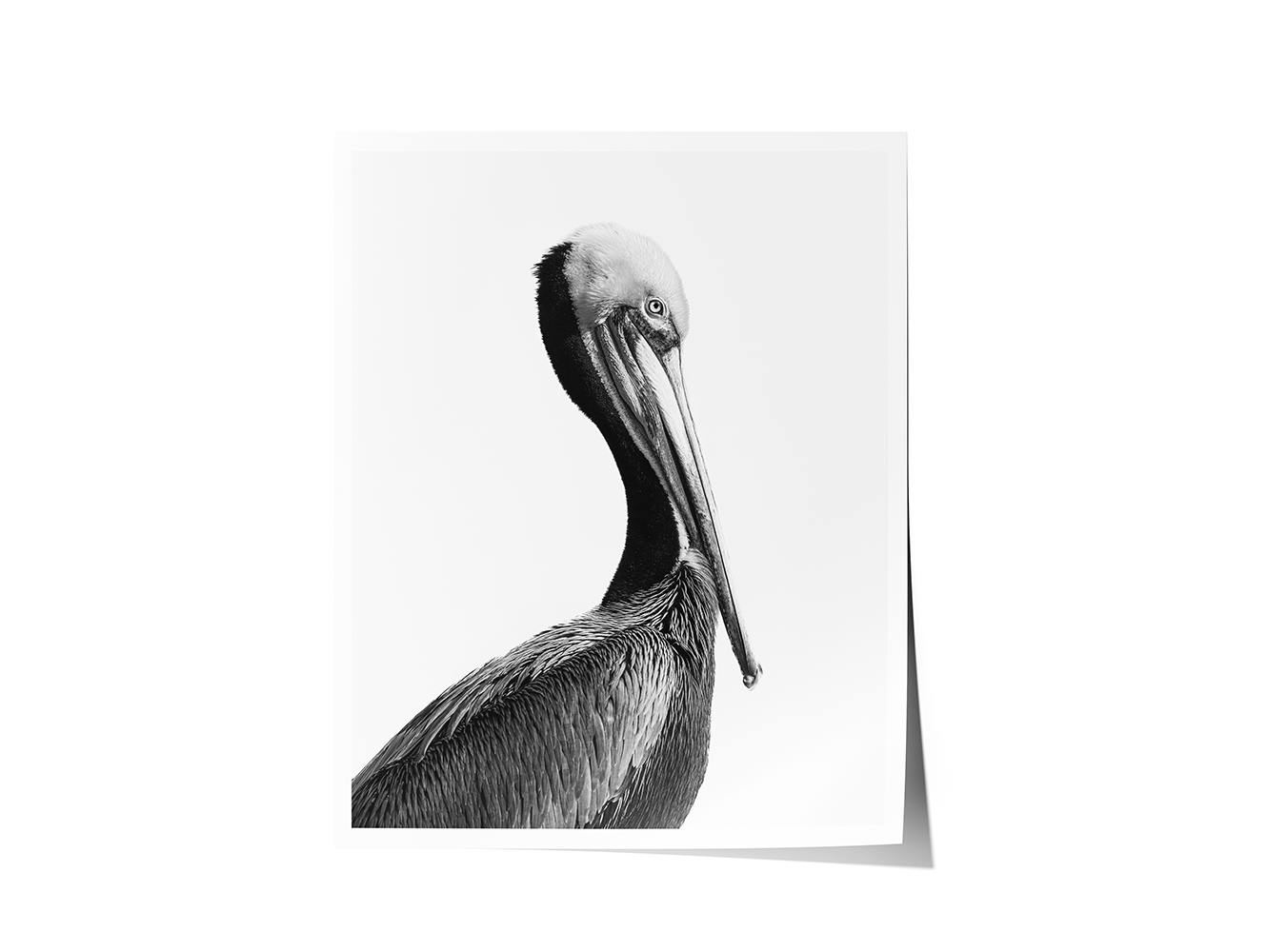 Fine art print of a California Brown Pelican rendered in monochrome, highlighting rich feather textures and minimalist composition.
