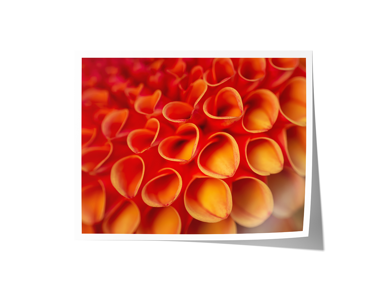 Fine art print of vivid orange and red curled dahlia petals, captured in intricate detail and heart-like forms.