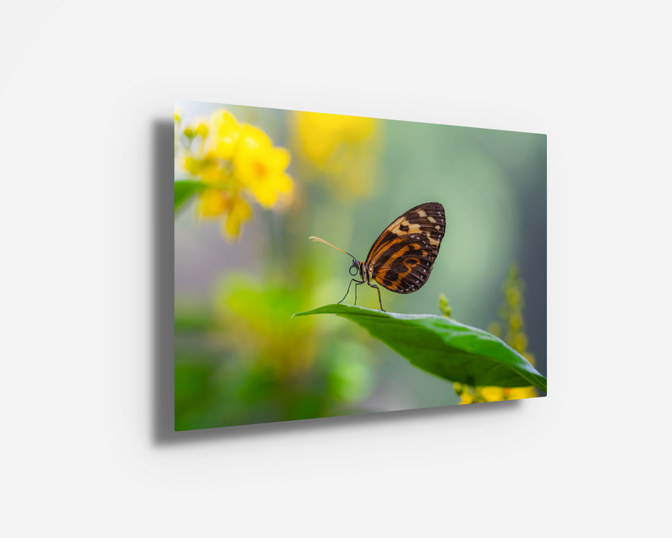 Glossy metal print showcasing a vibrant tigerwing butterfly with crisp detail and colorful contrast.