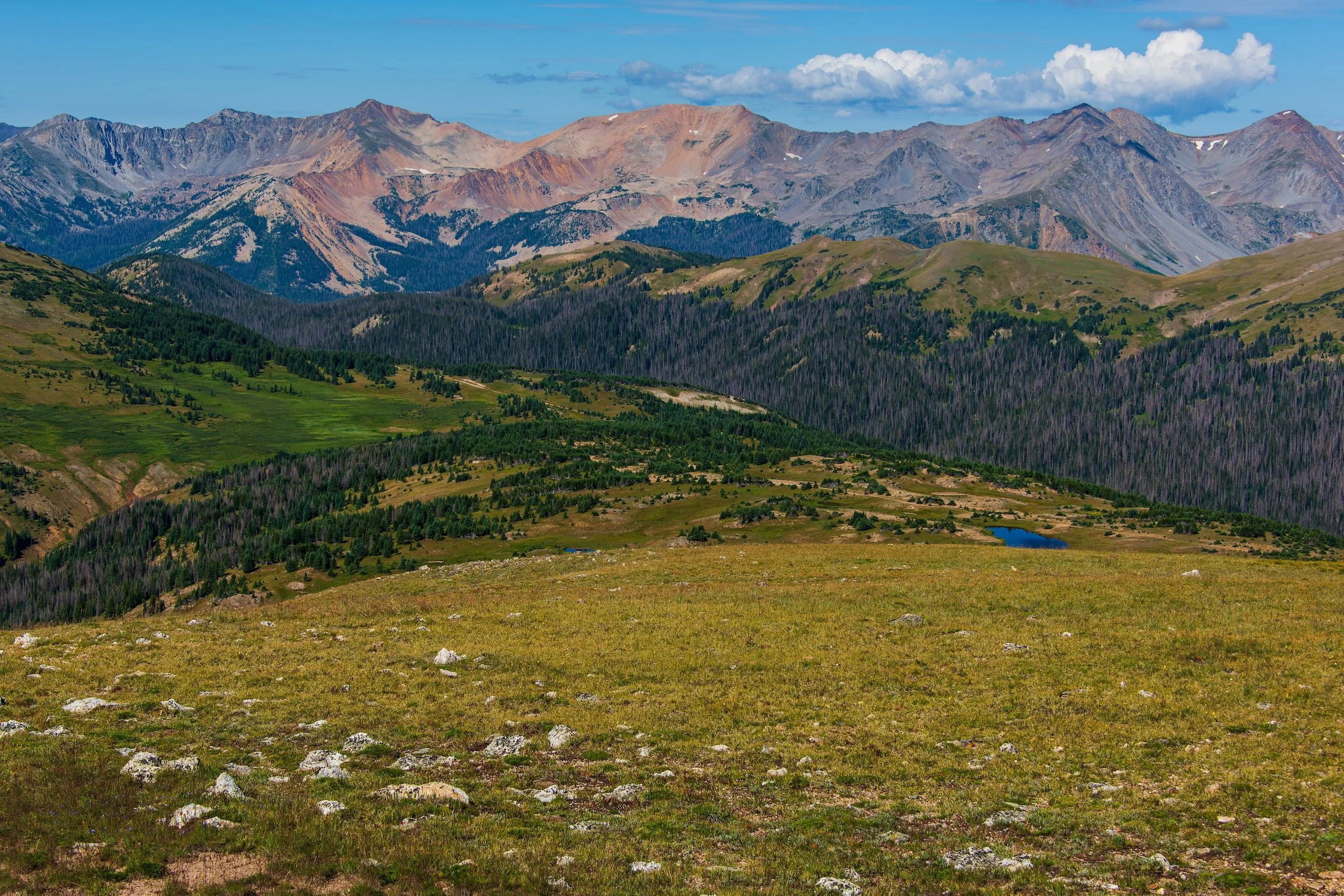 Rocky Mountain Meadow
