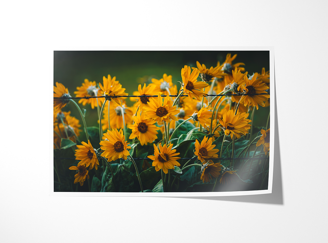 Fine art print of “Wild, Not Wild,” featuring balsamroot blossoms and barbed wire. Oregon wildflower wall art with symbolic tension and texture.