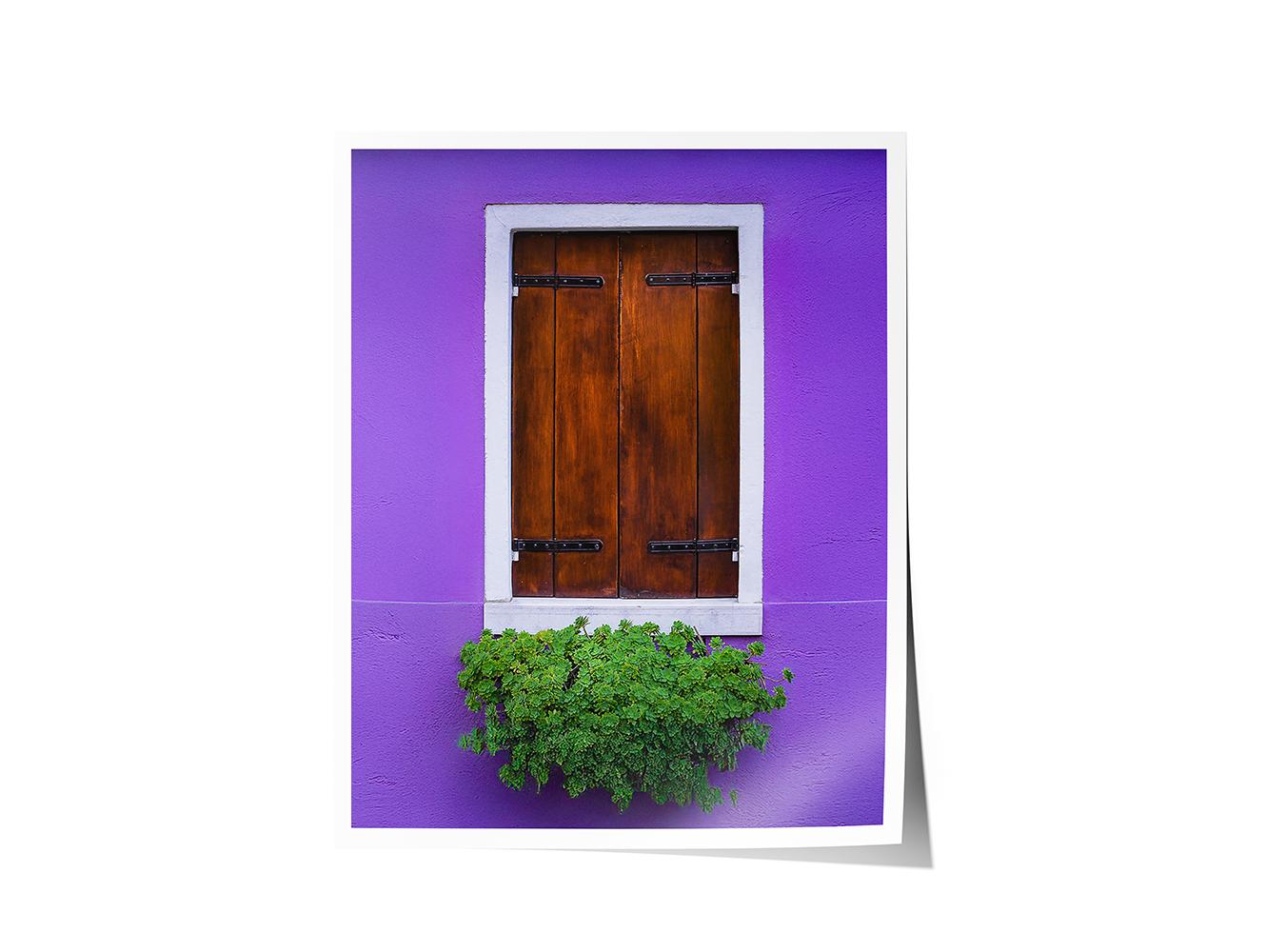 Fine art print of a closed Venetian window with bold purple tones and green trailing plants.
