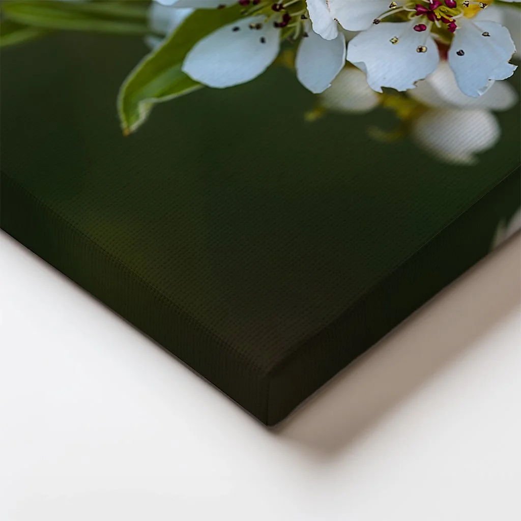 Pear Blossoms II Canvas Edge.jpg