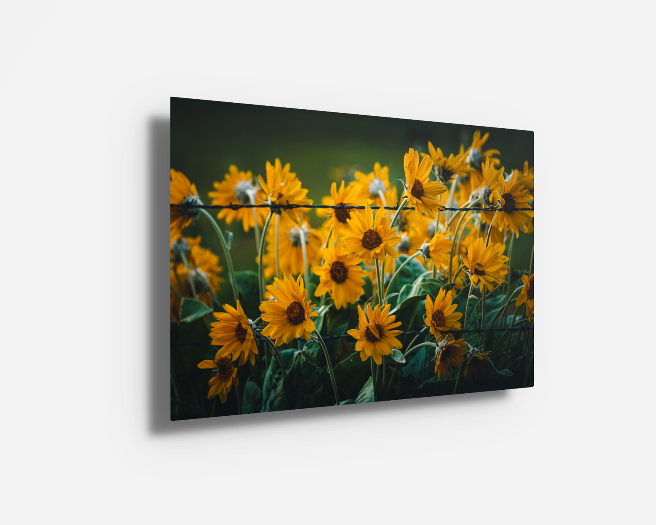 Metal print of “Wild, Not Wild,” showcasing golden balsamroot against barbed wire. Vivid modern floral photography with symbolic edge.