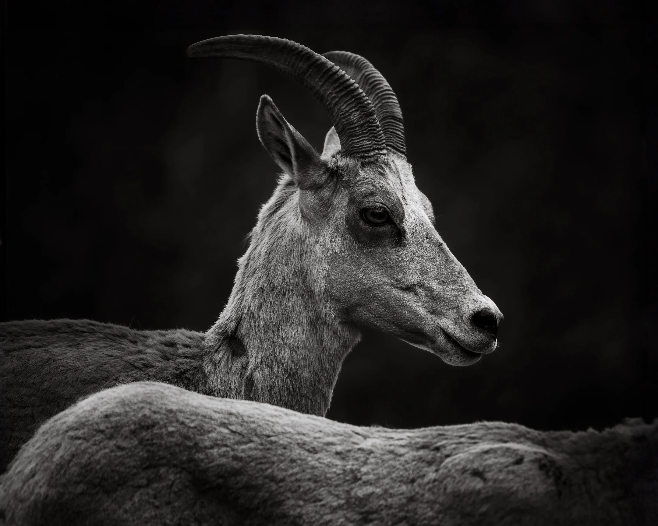 Bighorn Ewe