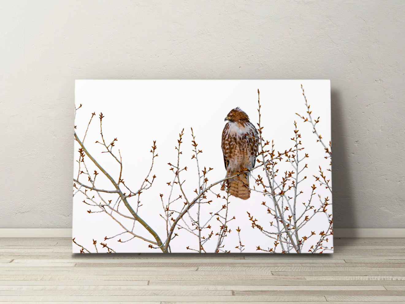 Canvas wall art of “Red Tail in Spring,” showcasing a hawk perched quietly in a tree, symbolizing seasonal change in nature photography.