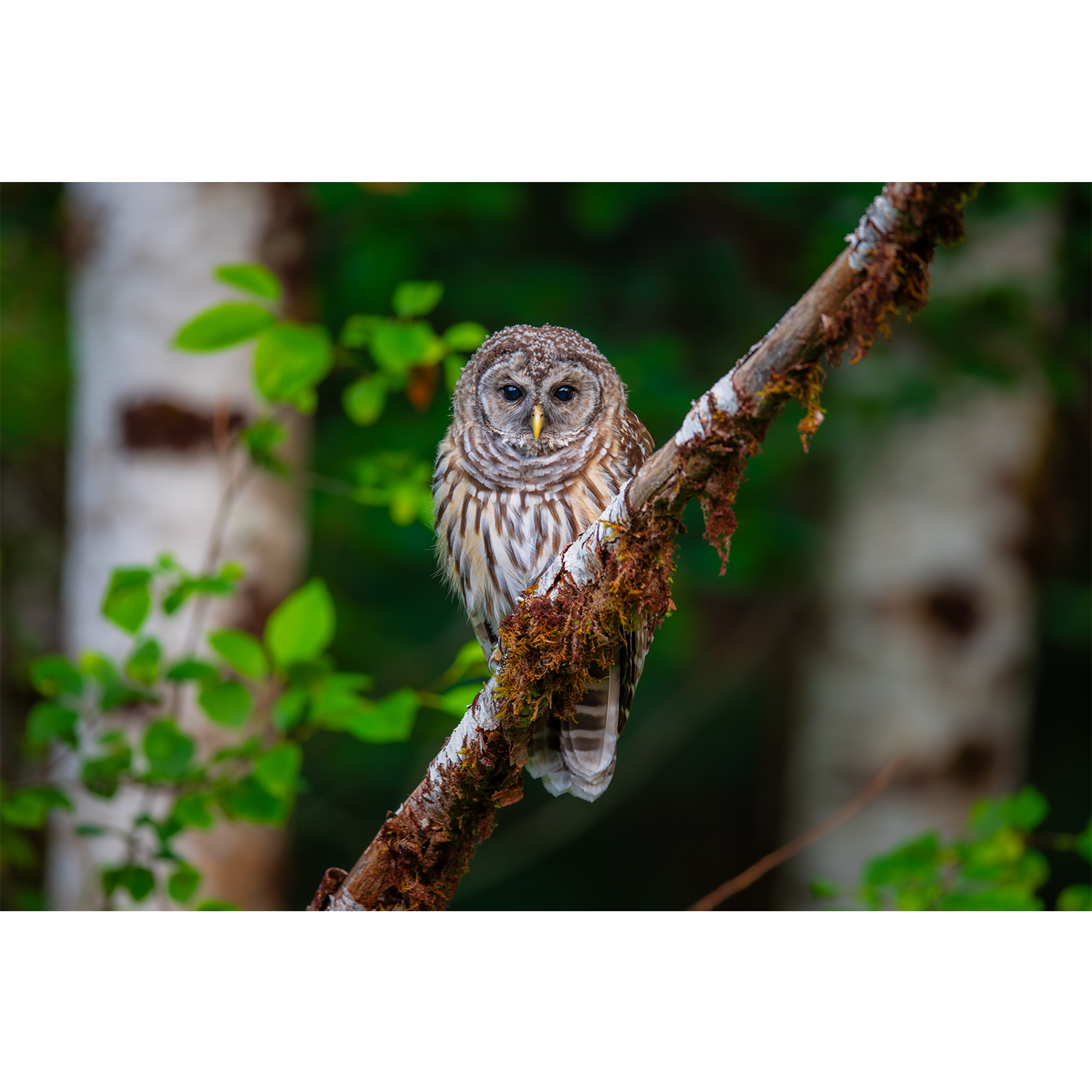 Barred Owl