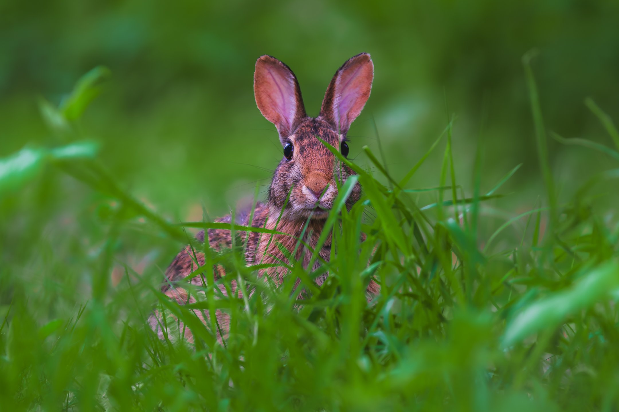 Cottontail