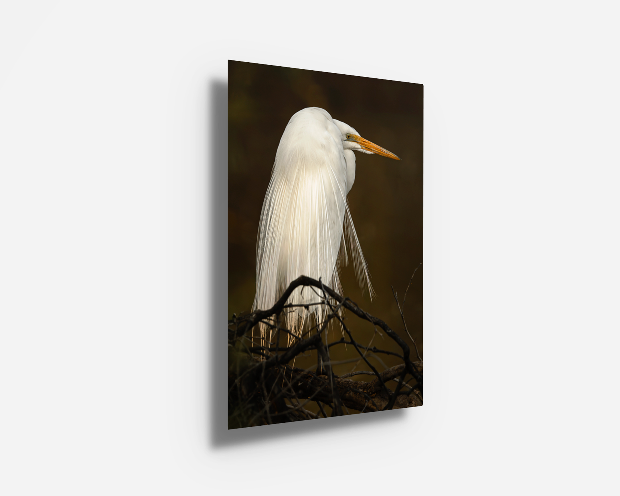 Vibrant metal print of a great egret glowing against dramatic evening tones, with high-contrast detail and reflective depth.