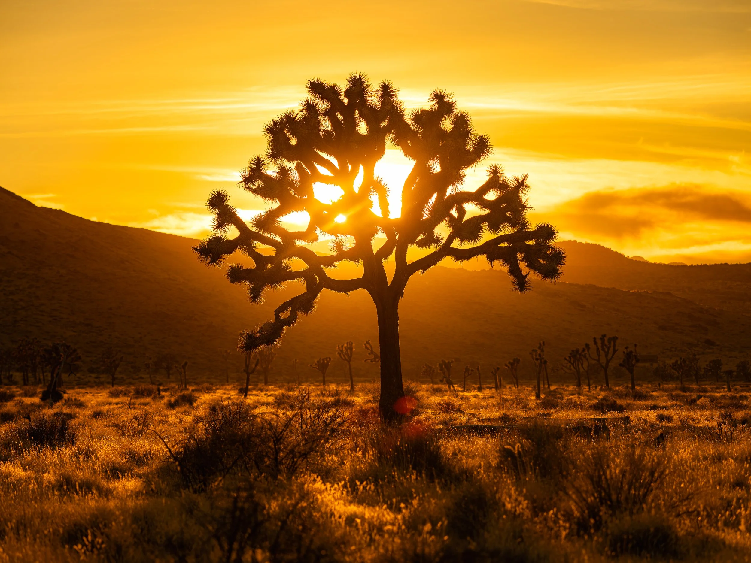 Joshua Tree