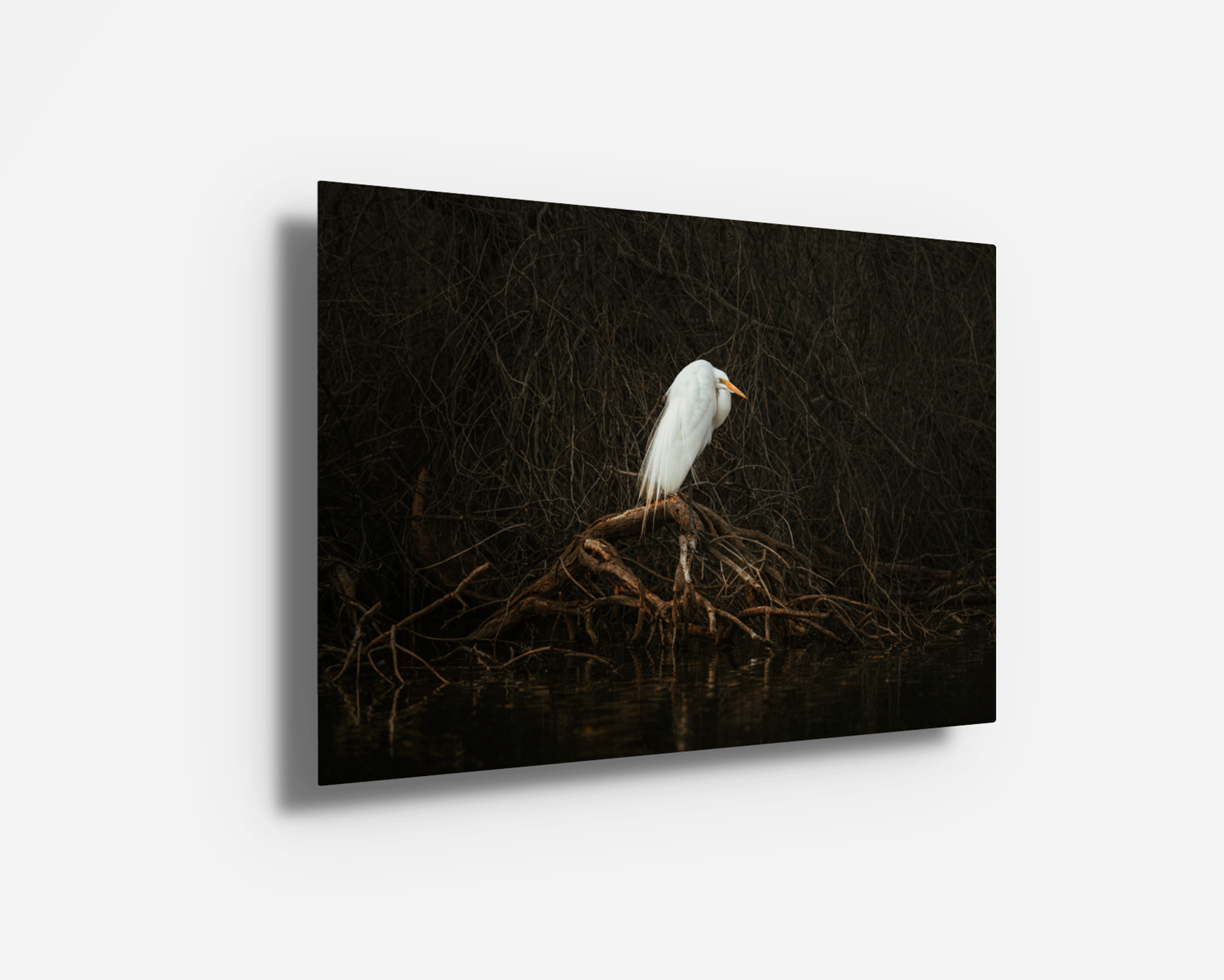Metal print of “Siren,” showcasing a white egret surrounded by deep, textured natural tones. Modern bird photography wall art with visual impact.