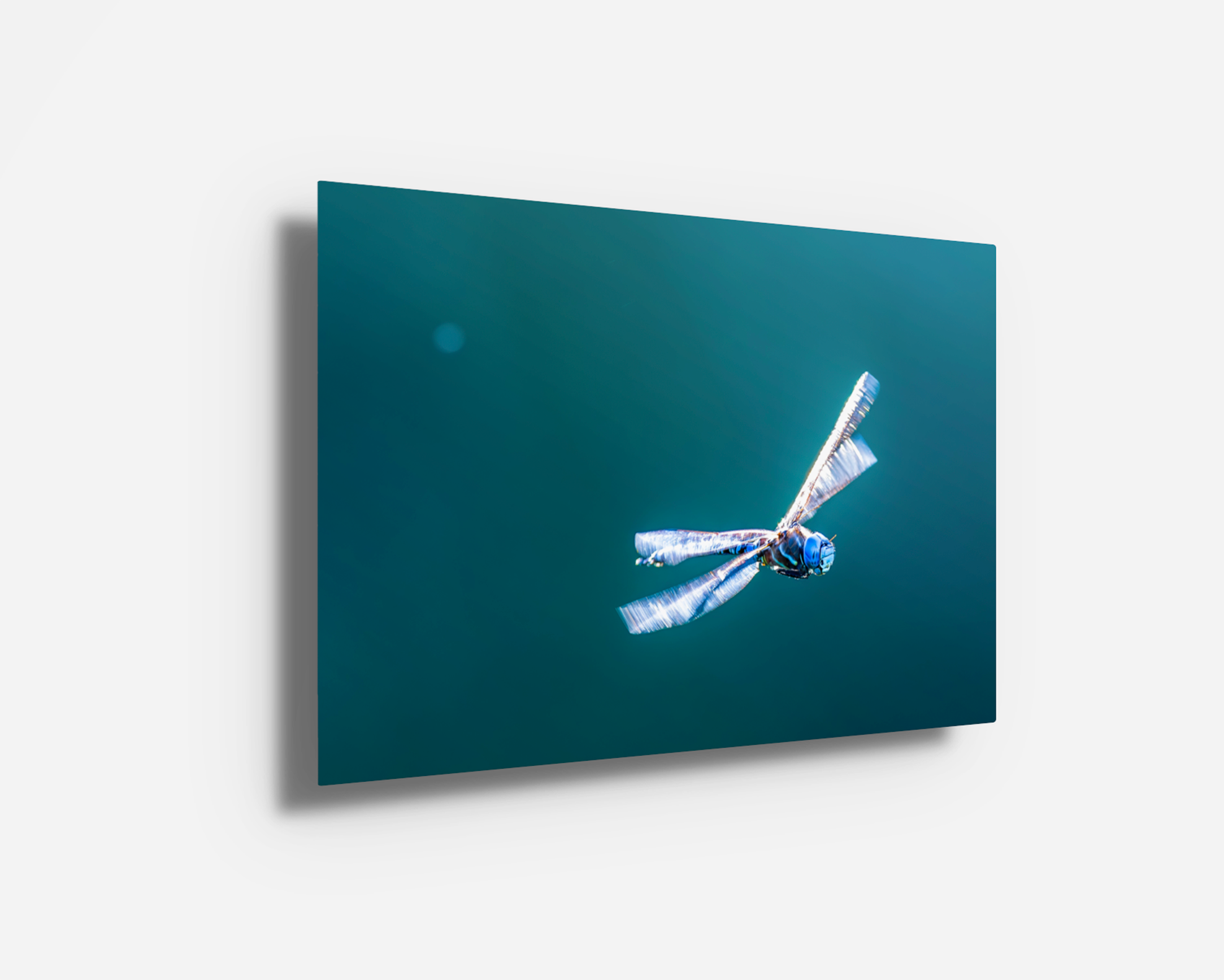 Glossy metal print of a Blue Dasher dragonfly soaring with high-definition shimmer and crisp background tones.